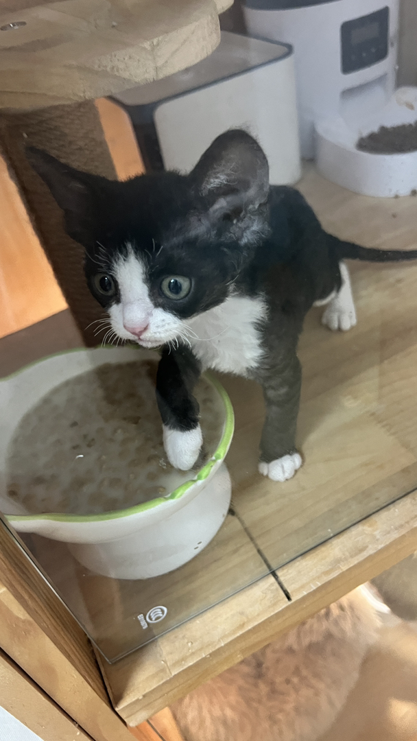 自家母猫生的黑白开脸德文妹妹找新家