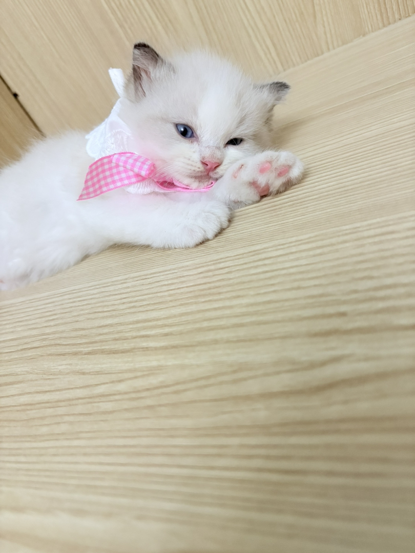 布偶弟弟妹妹