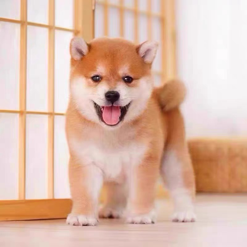 双血统柴犬❤️平台推荐🥇金牌商家