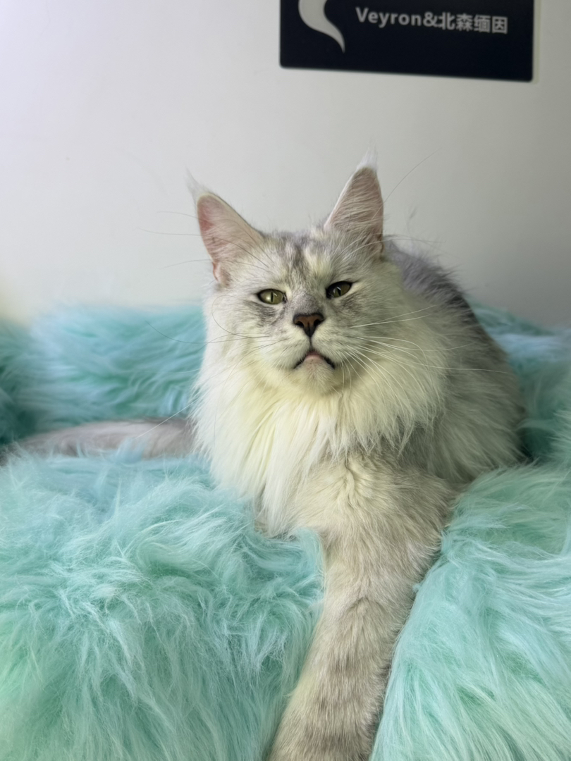 顶级缅因繁育种猫