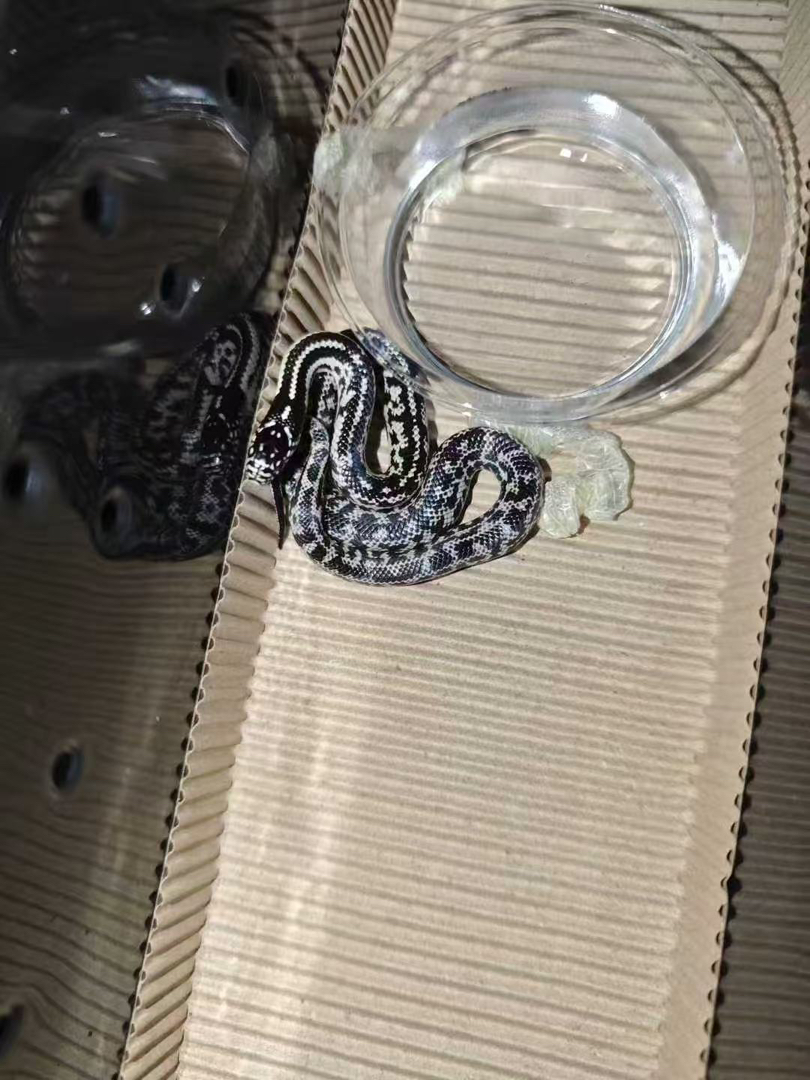 小醋包原色王蛇包活好养适合新手，蛇不能也不需要打疫苗
