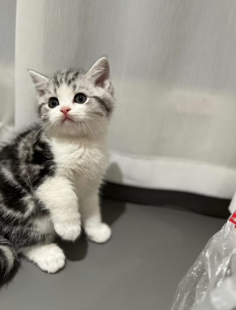 美短起司幼崽 送过渡猫粮 猫条 ➕猫瘟 细小 冠状检测
