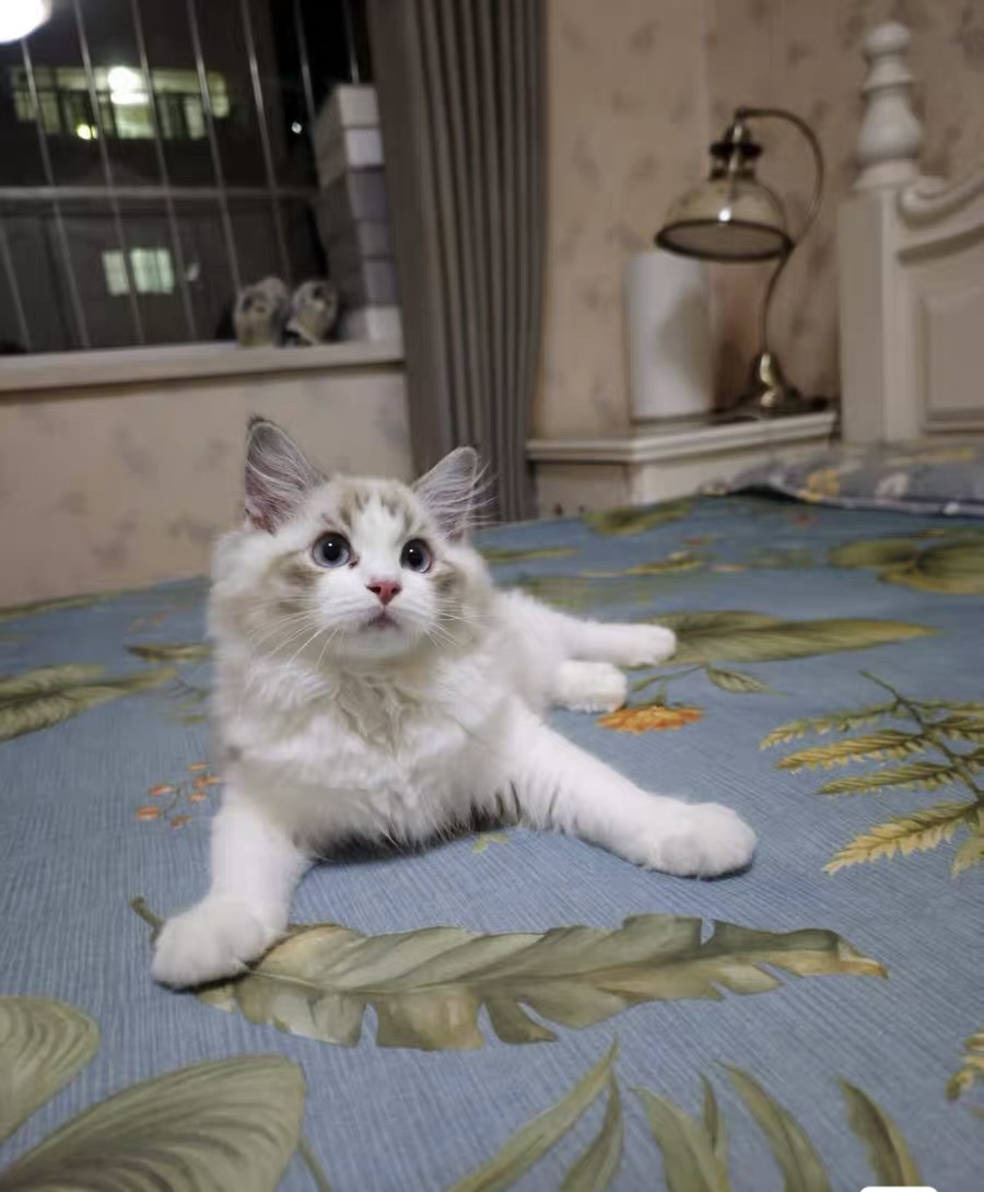 布偶猫