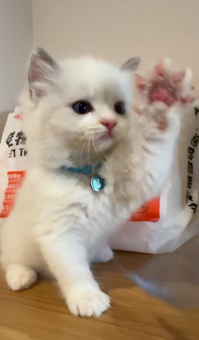 3号爆毛蓝眼布偶猫崽，正宗双血统，粘人精本精，待你带回家宠溺。
