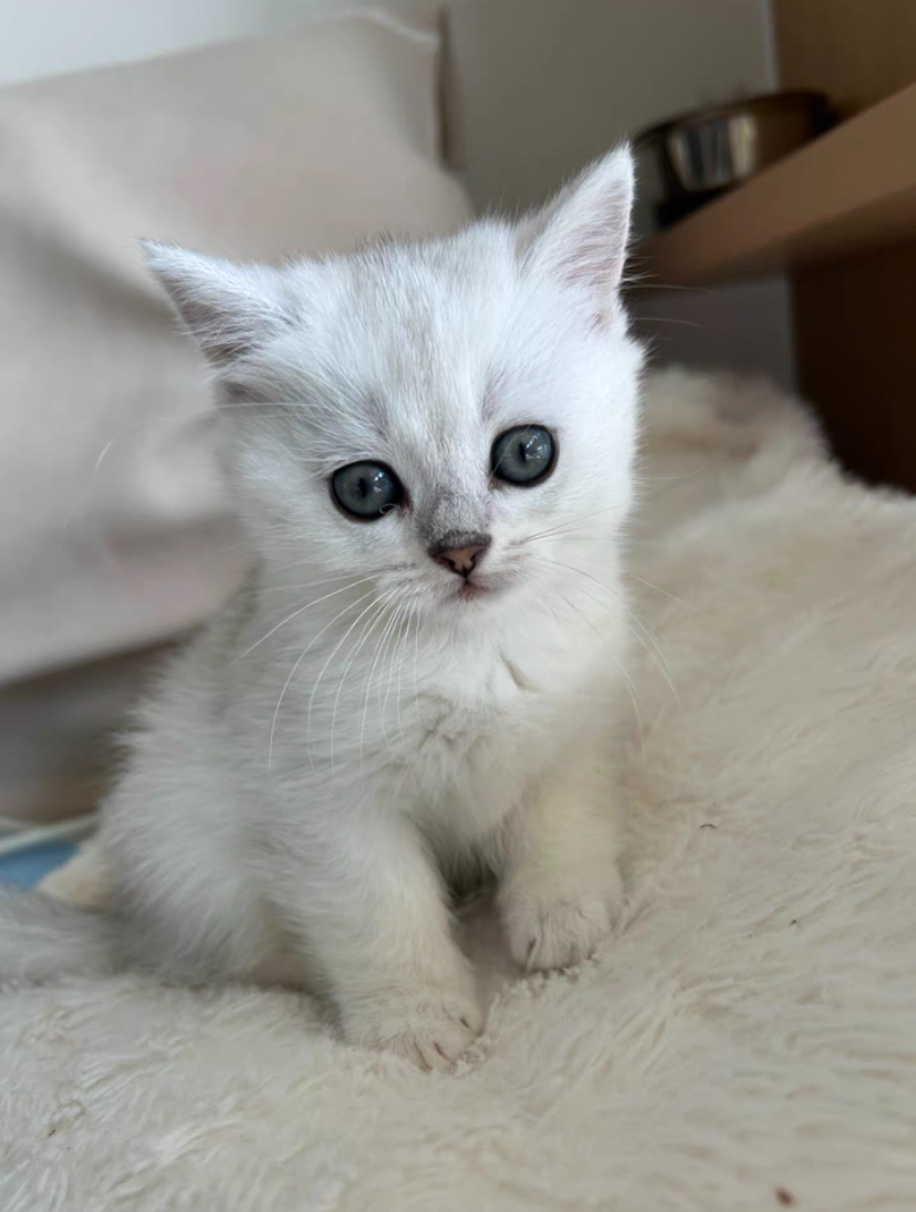 银渐层猫咪，大包子脸，颜值超高，温柔可爱，你的贴心小伴侣
