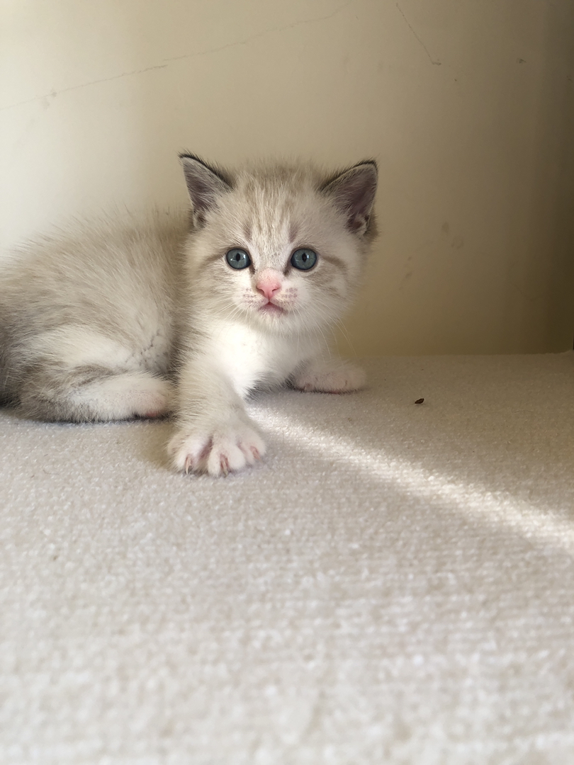 英短蓝山重点色