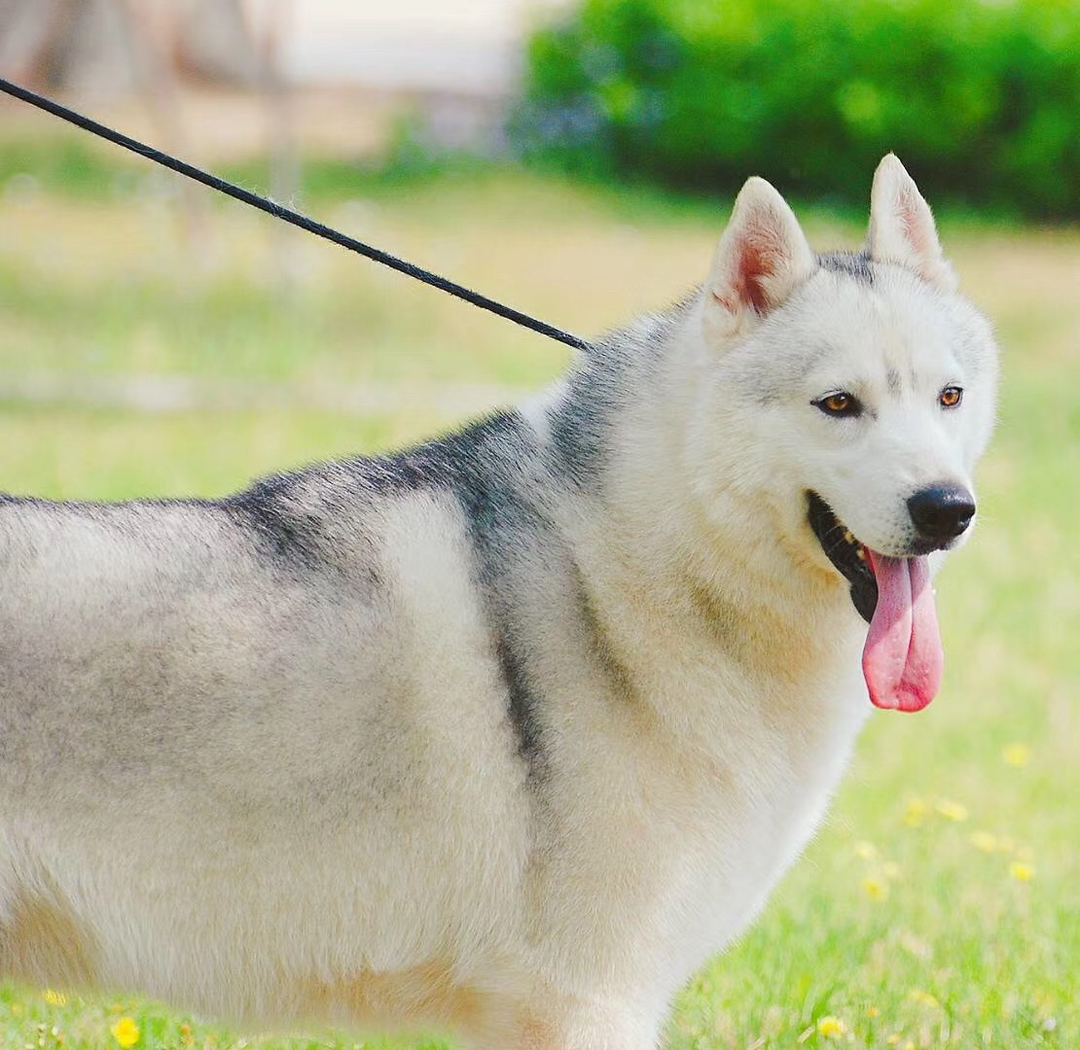 亮灰色哈士奇❤️双血统带证书➕芯片
