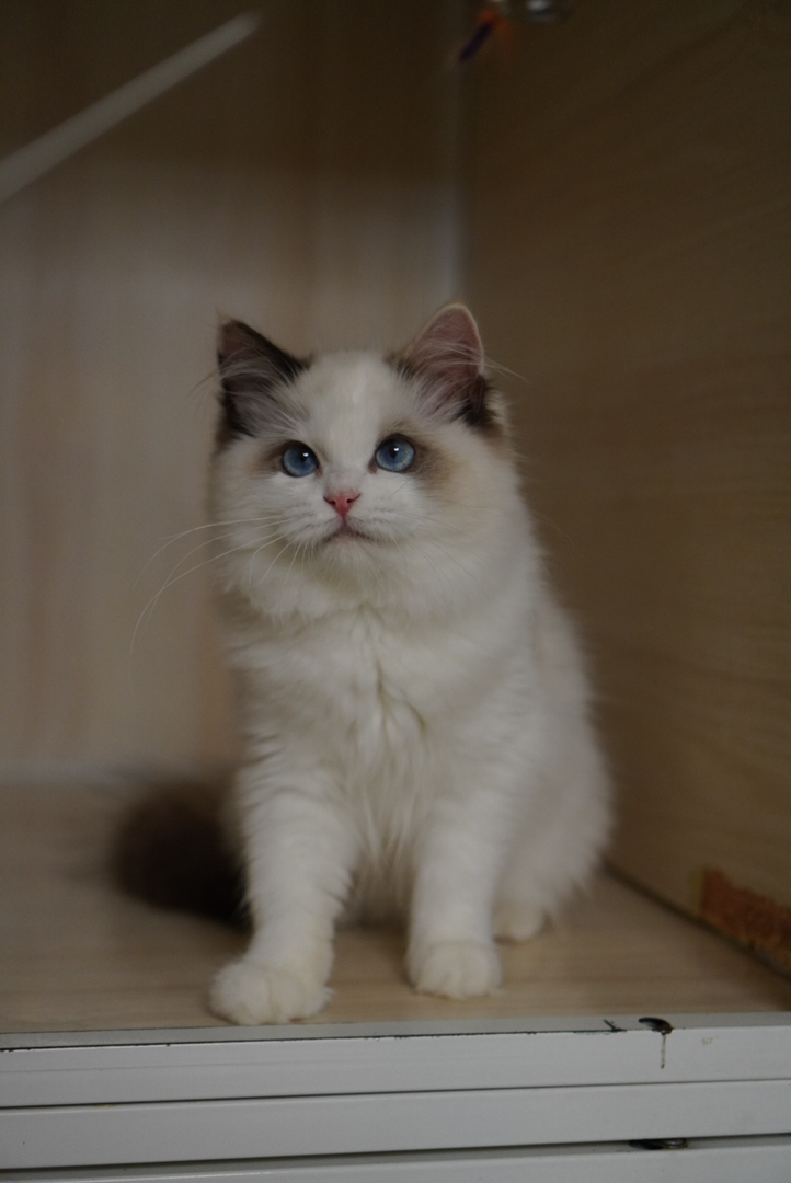 玳瑁布偶猫幼崽