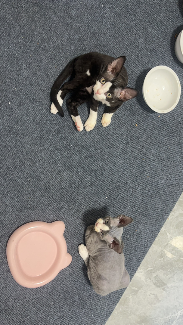 德文卷毛猫弟弟
