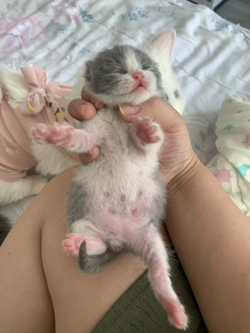 可爱英短猫咪，圆润大眼粉鼻，温柔乖巧超治愈
