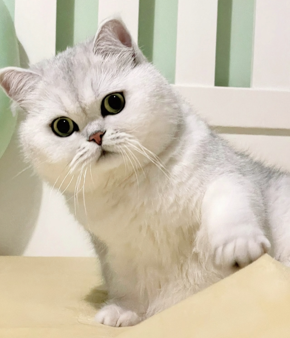 银渐层猫咪,毛发光滑柔顺,大眼呆萌超可爱