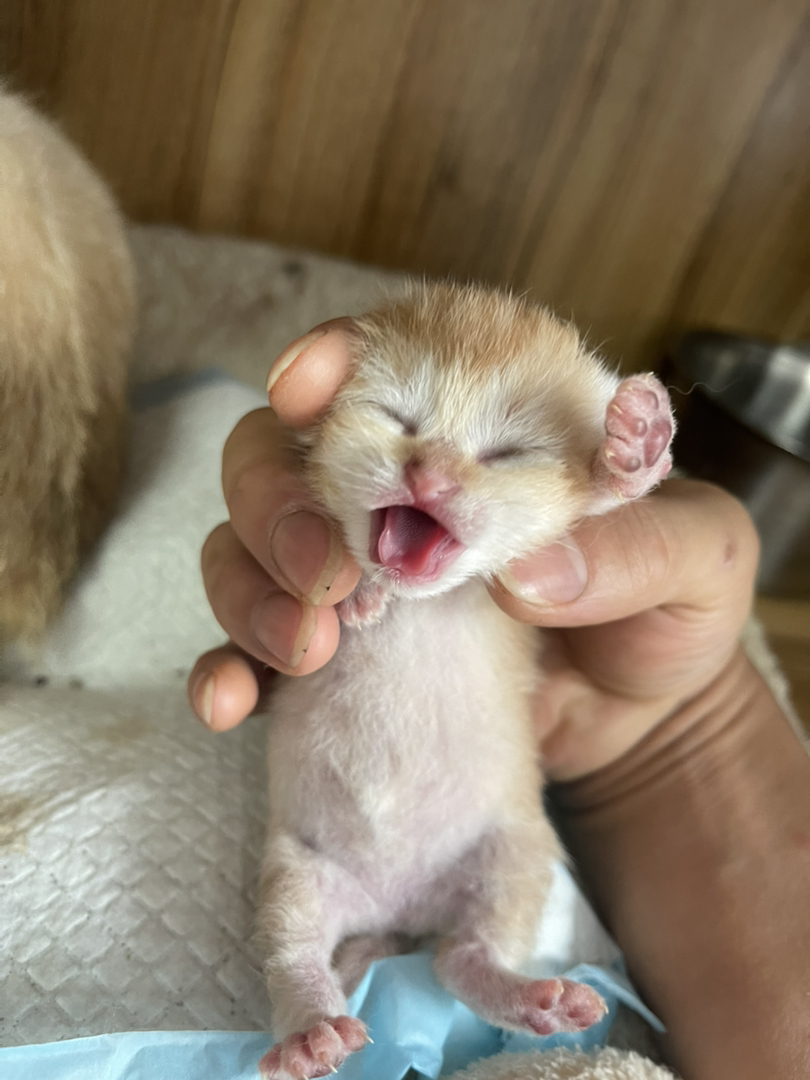救命！我家猫又双叒叕生了！
金渐层两公两母5.1出生开始预约了
