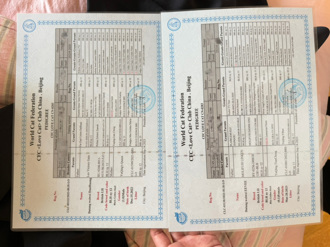 长毛11色蓝金 弟弟妹妹  五短  大眼睛 圆脸 大嘴套  毛量优秀！