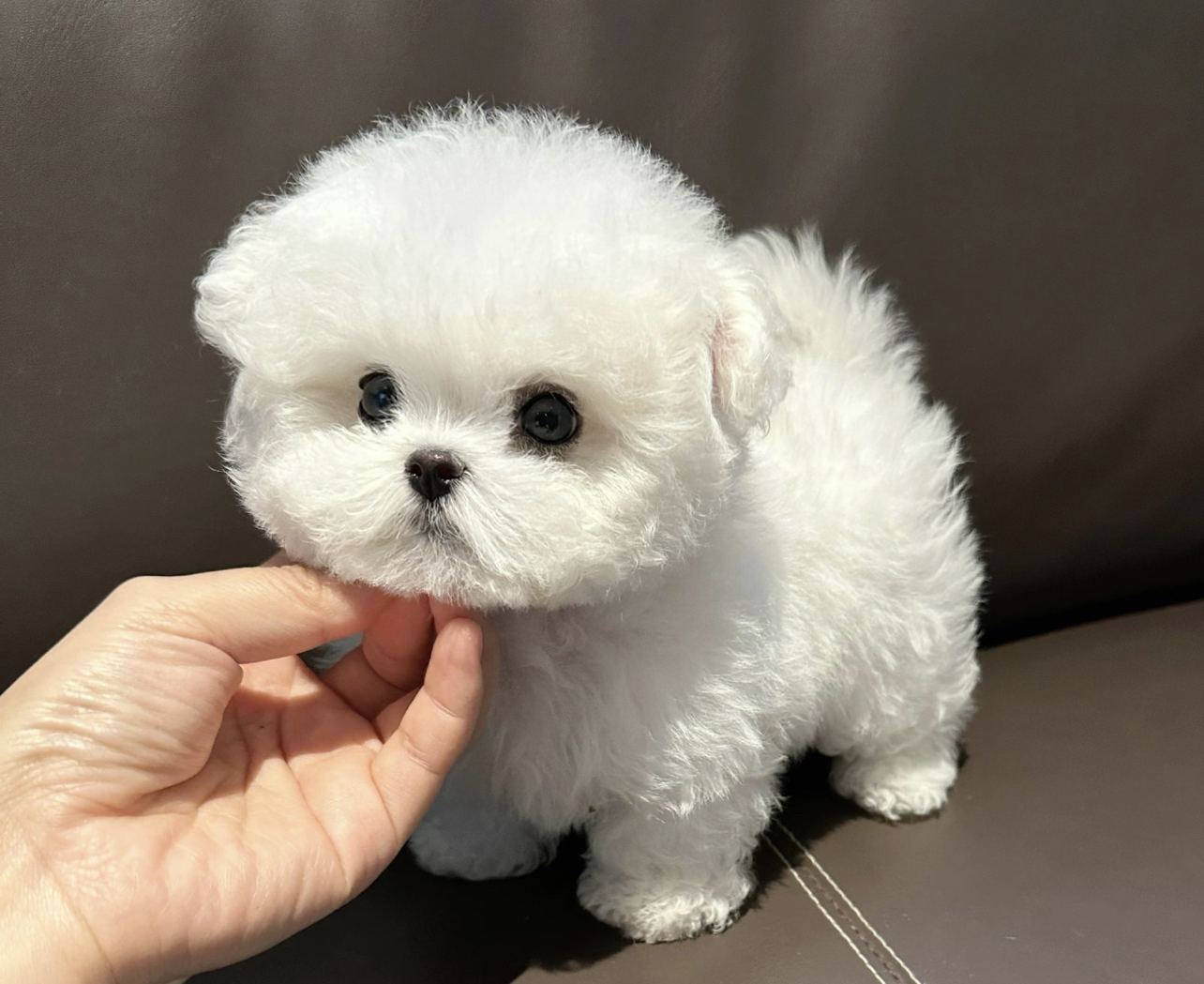 可爱比熊犬,毛如雪球,穿上花裙,尽显萌态惹人爱