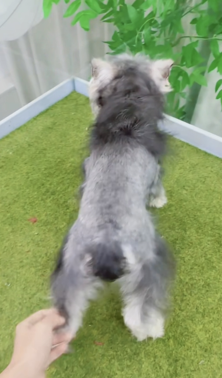 米其耳浅椒盐色雪纳瑞❤️超长睫毛