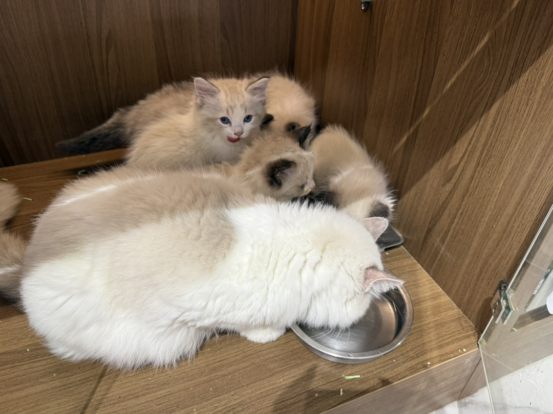 布偶猫幼崽,颜值超高,性格温柔,陪伴你的贴心萌宠