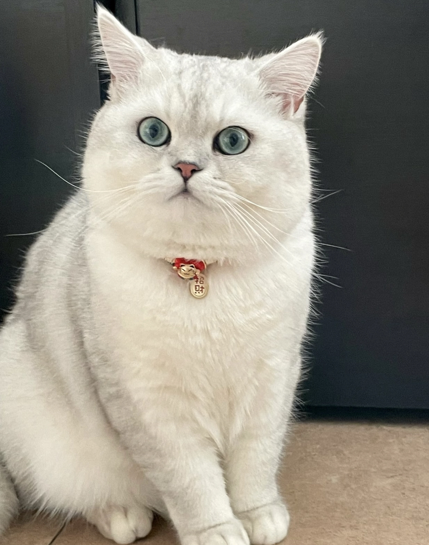 银渐层猫咪，颜值爆表，大眼萌宠，给你无尽的陪伴