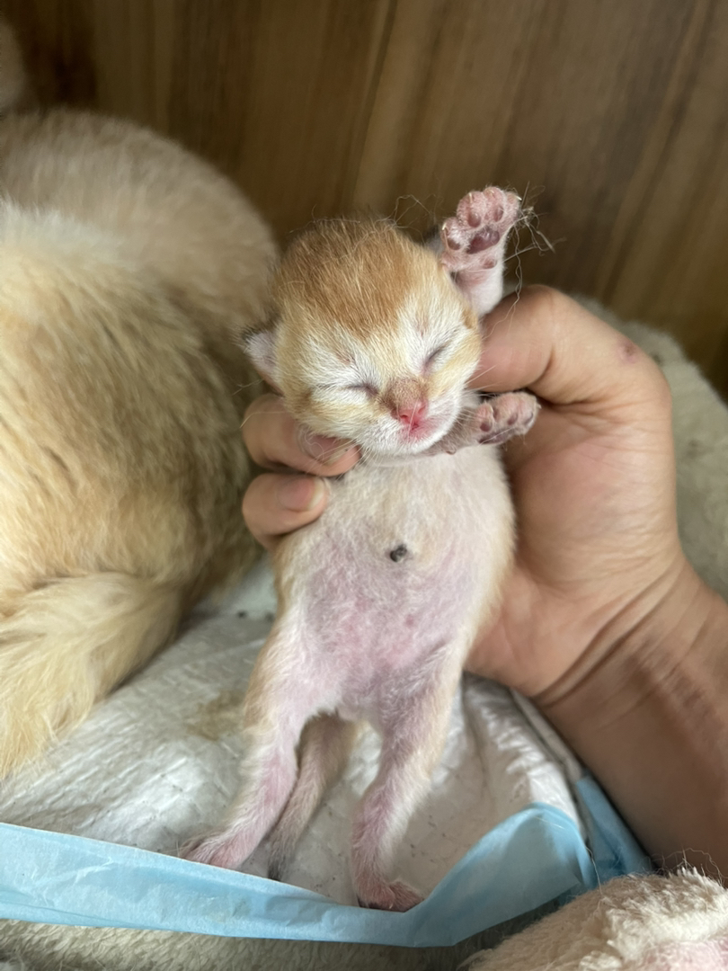 救命！我家猫又双叒叕生了！
金渐层两公两母5.1出生开始预约了