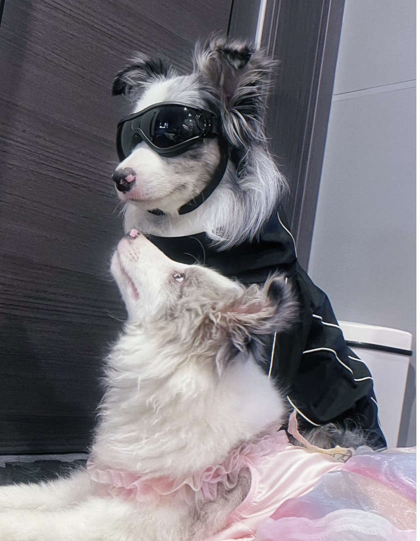 高端陨石色边境牧羊犬❤️七白三通❤️梦幻星空背