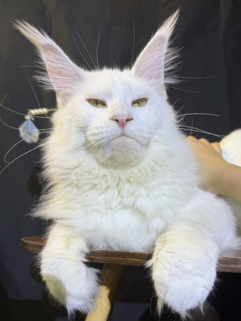 顶级 纯白缅因预备种母