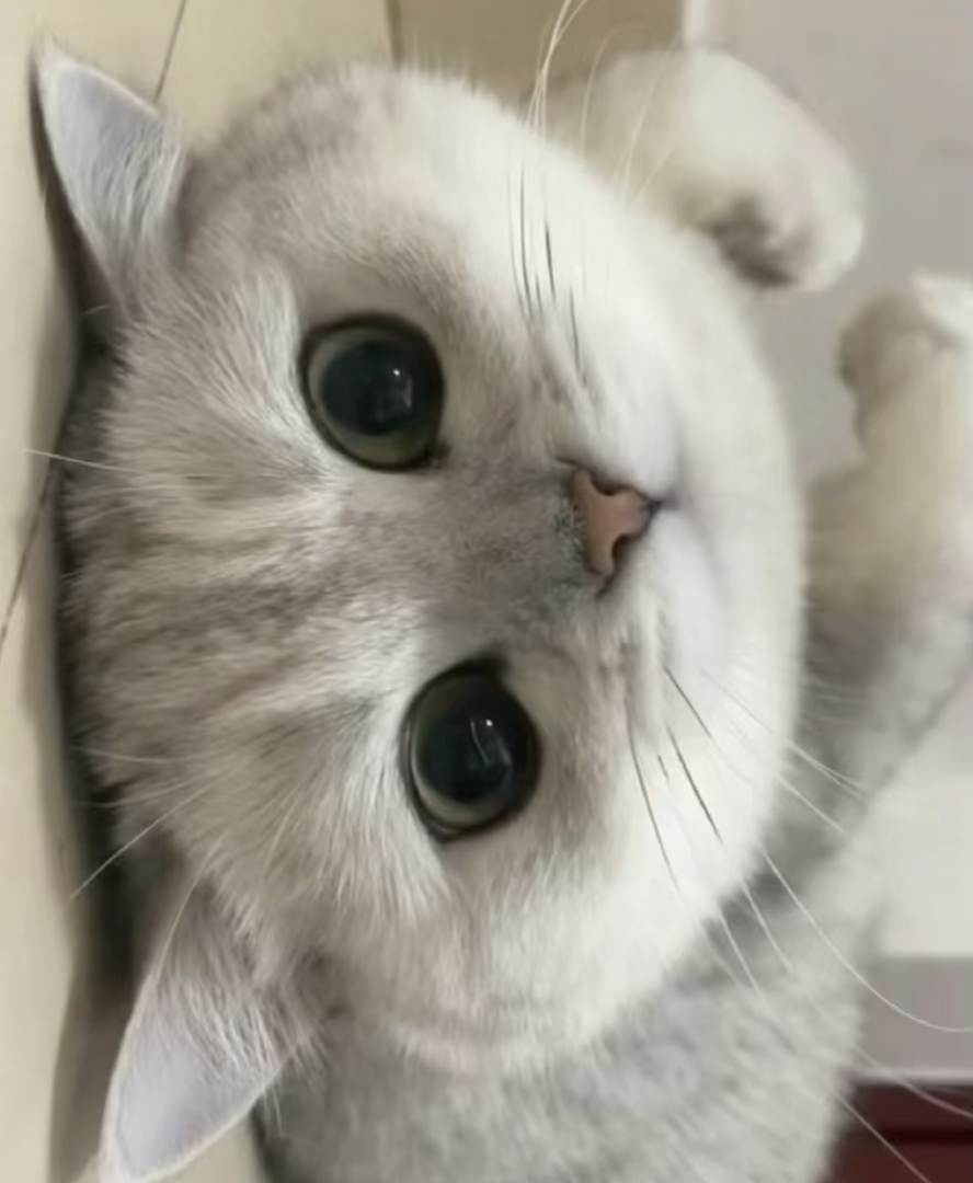 银渐层宝宝