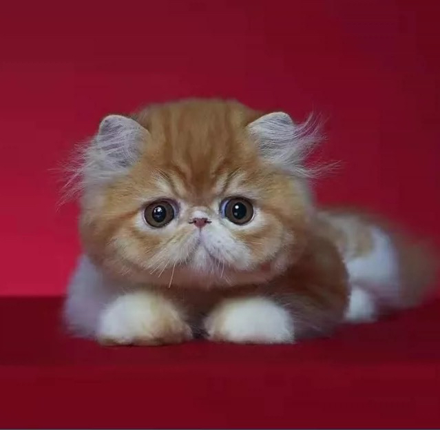 平台推荐❤纯种加菲猫