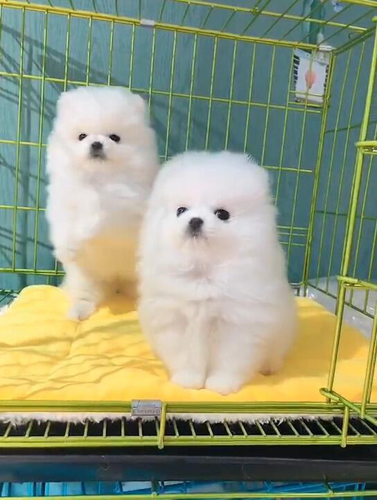 可爱博美犬,毛绒绒像棉花糖,颜值高易饲养