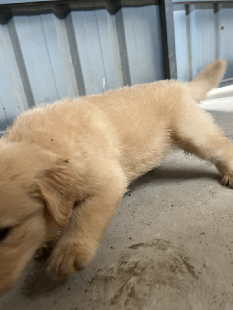 金毛萌犬，颜值高性格好，千年守护等你带回家