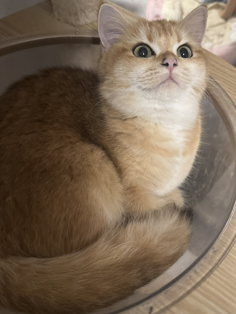 金渐层妹妹找新家