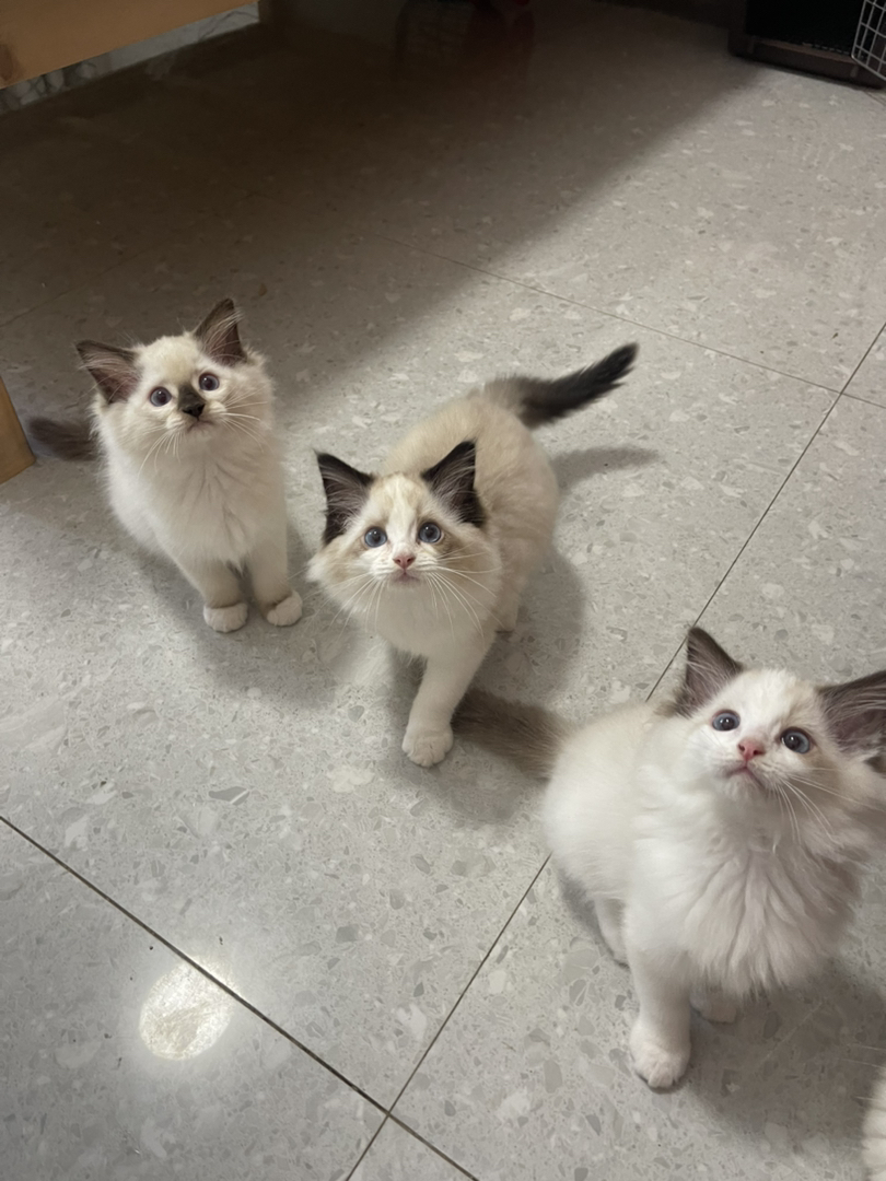 布偶猫500和680一只