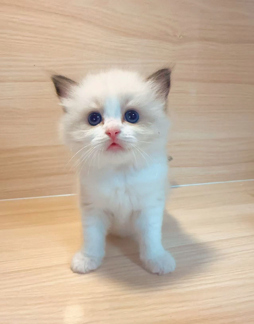 家养小猫，拿破仑，布偶