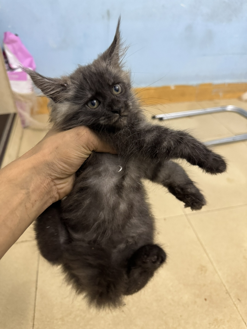 自家繁育的，猫爸爸和猫妈妈都在身边