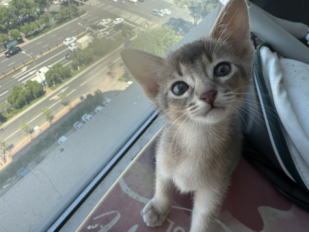 阿比，猫中之狗，亲人，性格好，会用猫砂，聪明握手能力一教就会。