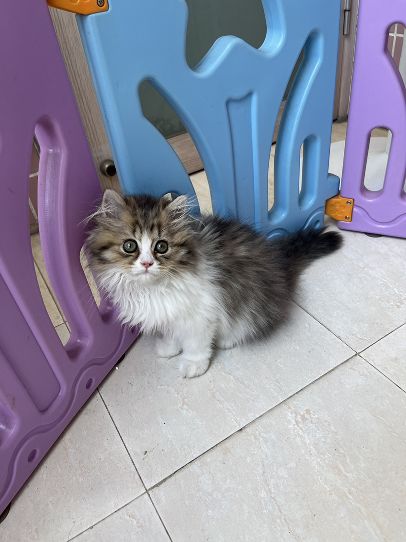 长毛金价白妹妹，颜值担当，毛量蓬松，玩逗猫棒超灵活