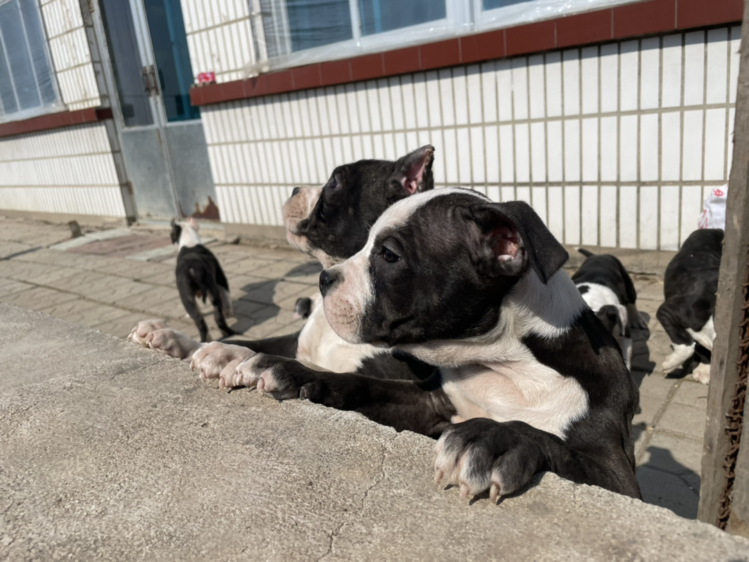 斯塔福幼犬寻有意买家。什么价位都有