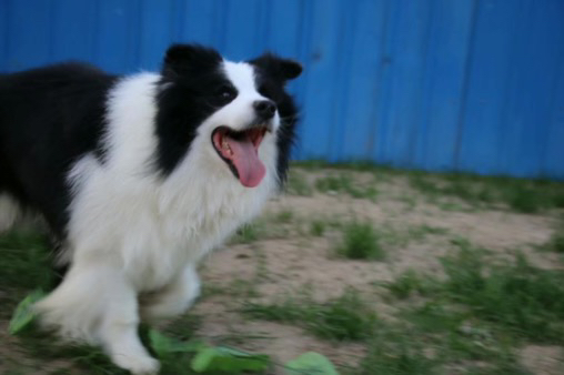 边境牧羊犬幼犬,黑白蓬松毛发,聪明活泼,高智商易训练,家庭陪伴佳选