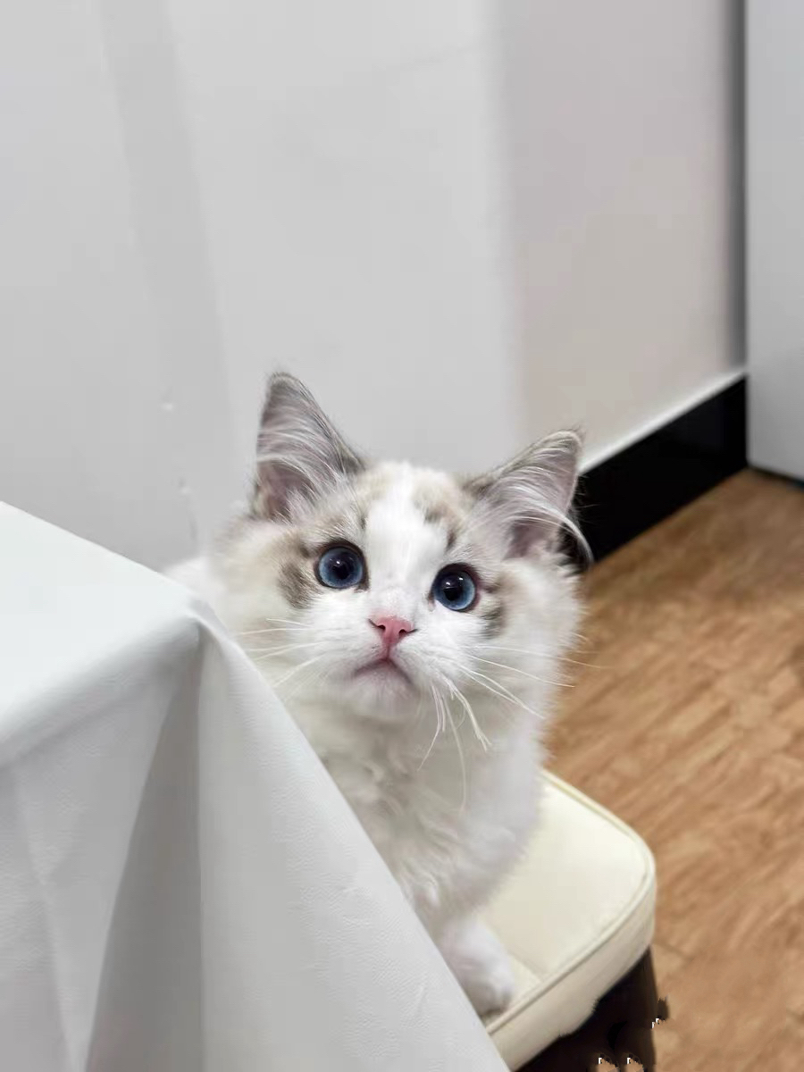 布偶猫