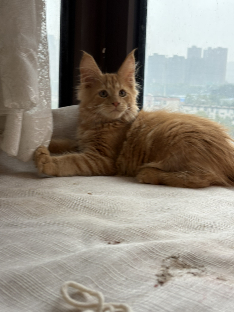 红虎弟弟两个半月了一阵疫苗，家养缅因蹲家长