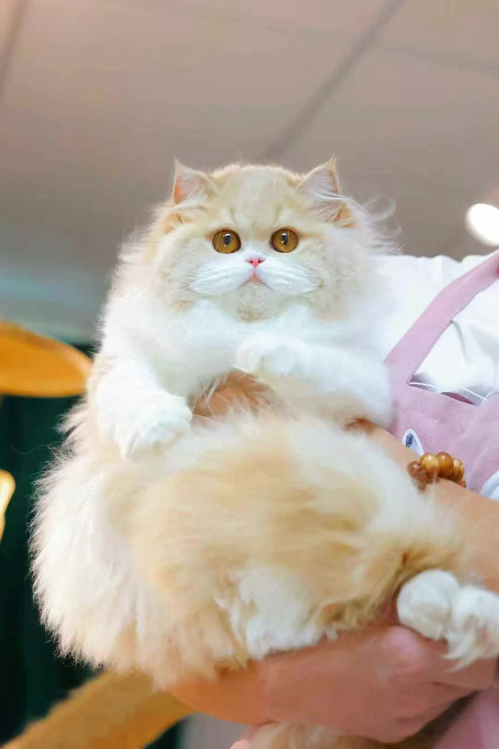 金吉拉猫，毛发浓密柔软，颜值超高，温柔可爱的最佳伴侣