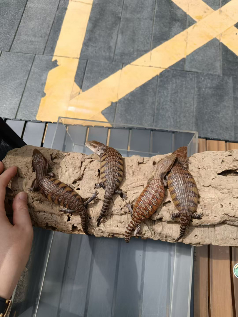 北部蓝舌石龙子 健康全品 包终身饲养经验 包健康 包开食 包邮 国际三包