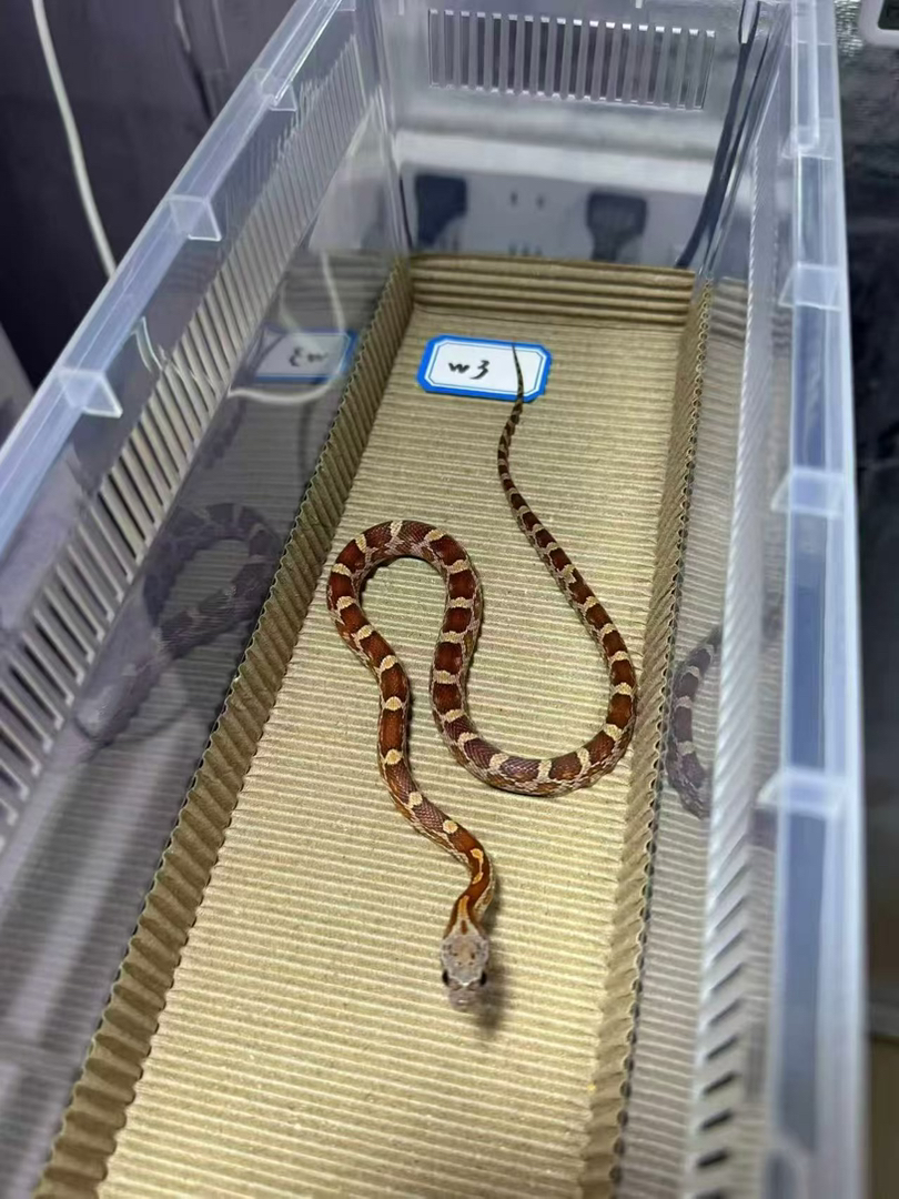 原色假面玉米蛇大苗公11g包邮包活包风险好养适合新手稳冻