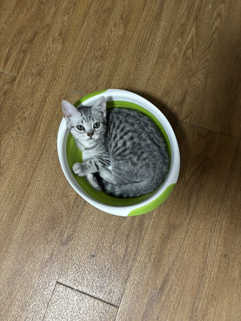 西安家养猫生的小虎斑，仅限自提，价格可以优惠