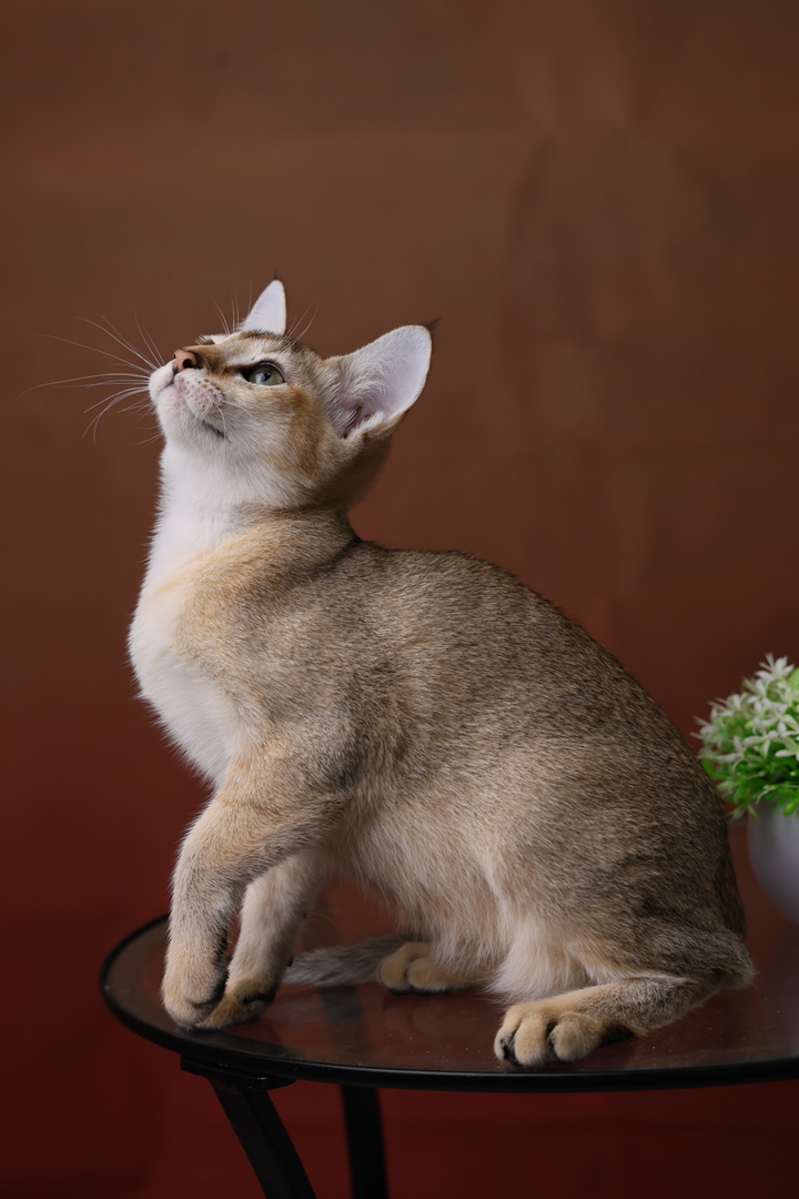 东方短毛猫东短猫小偿领养999