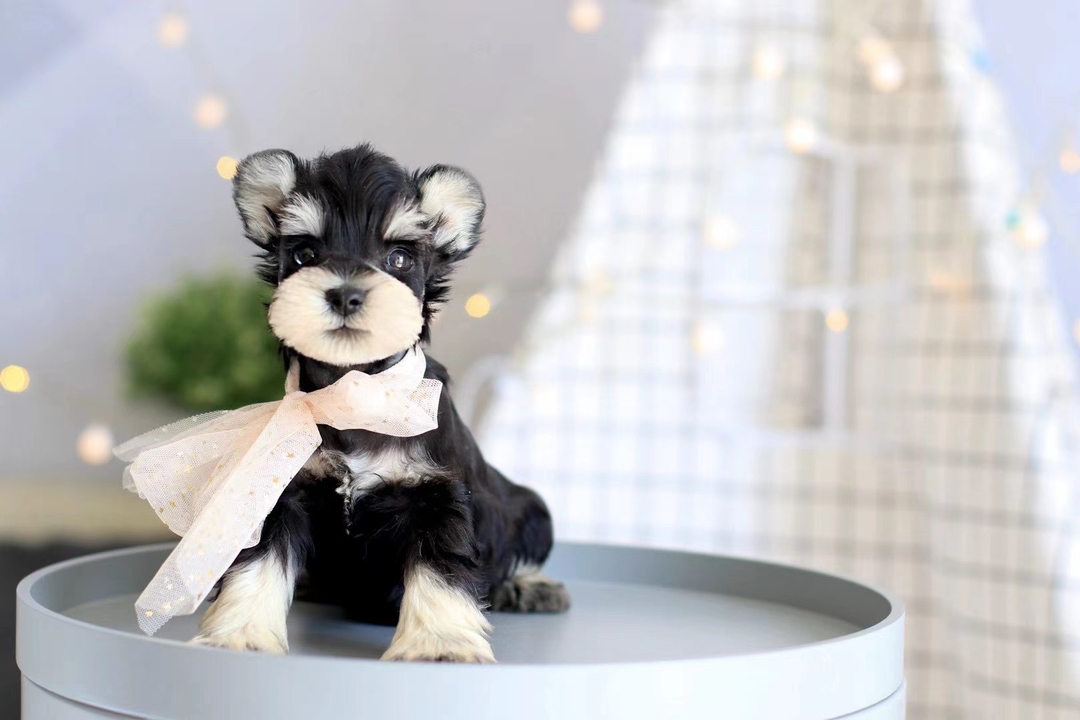 米其耳雪纳瑞❤️飞耳雪纳瑞