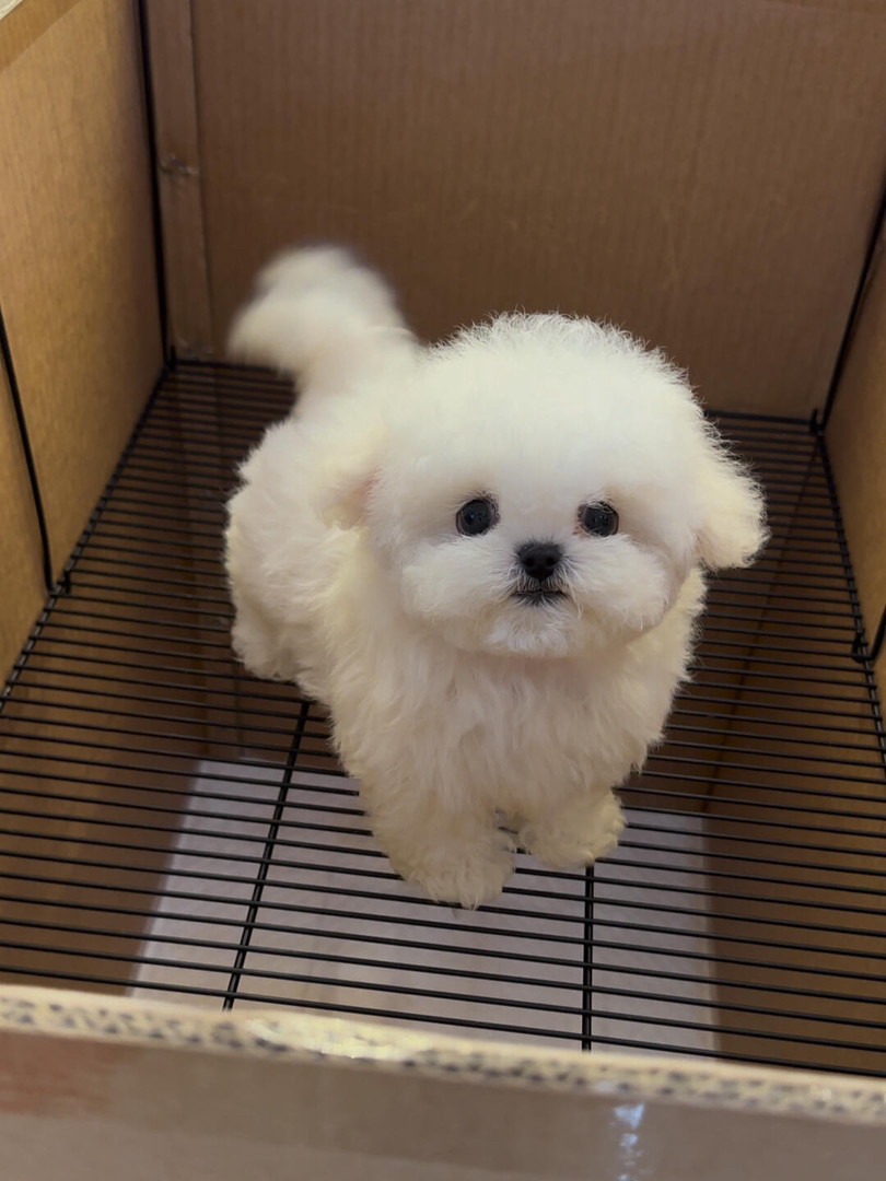 比熊幼犬公母都有