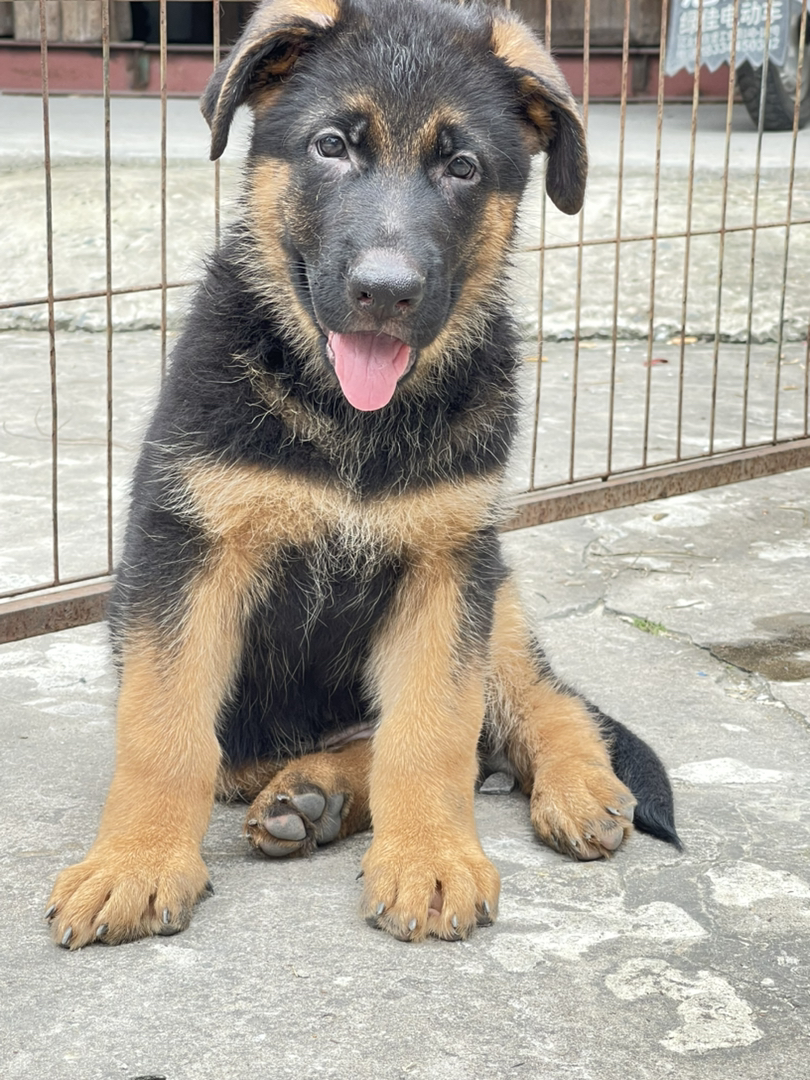 出售双血统赛级德牧幼犬VA阿瑞直子的幼犬