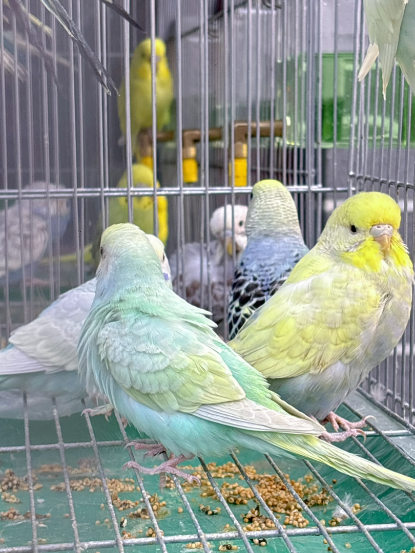 可爱虎皮鹦鹉，小巧玲珑，羽毛漂亮，易养宠物