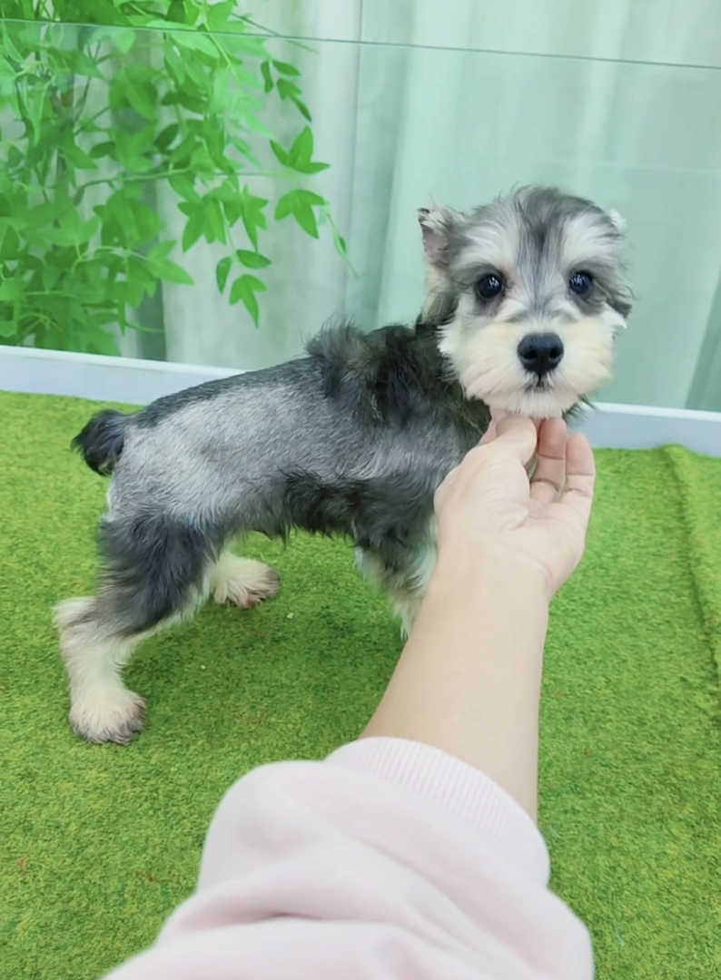 米其耳浅椒盐色雪纳瑞