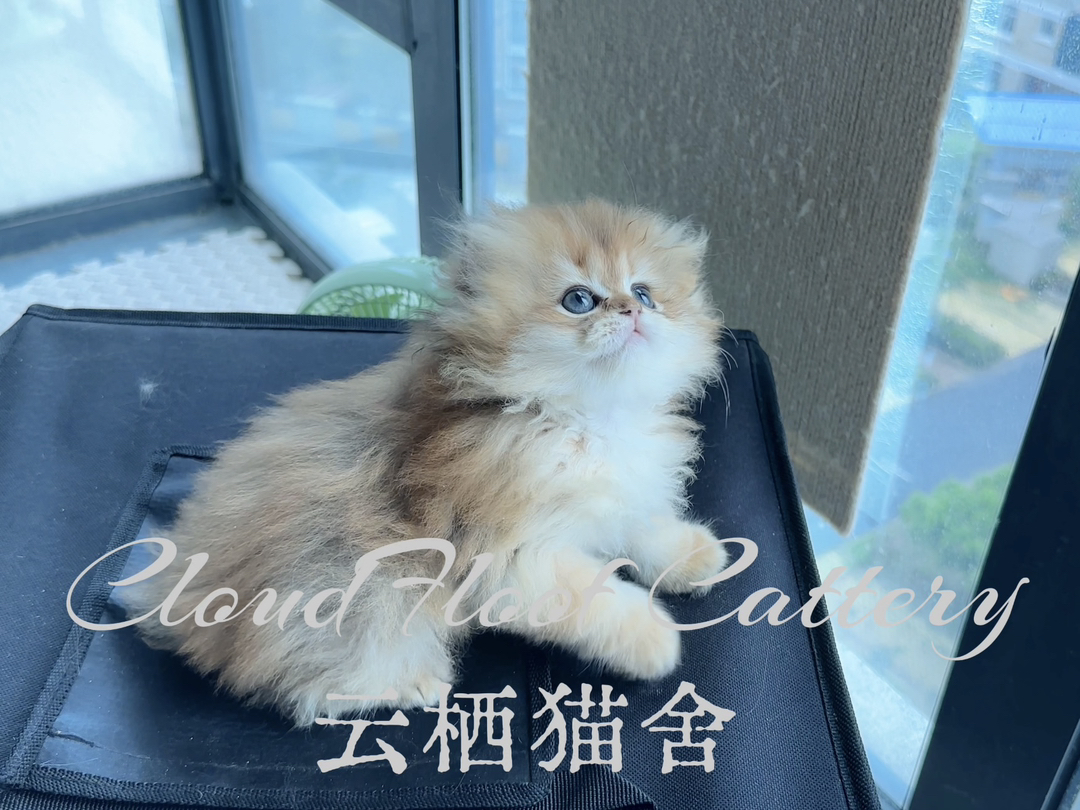 长毛金渐层妹妹