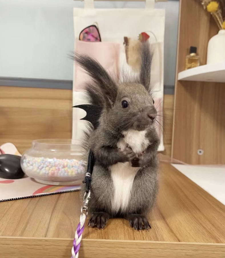 2026年头窝魔王松鼠幼崽接预定，现在下单发压成体，包邮包活包风险